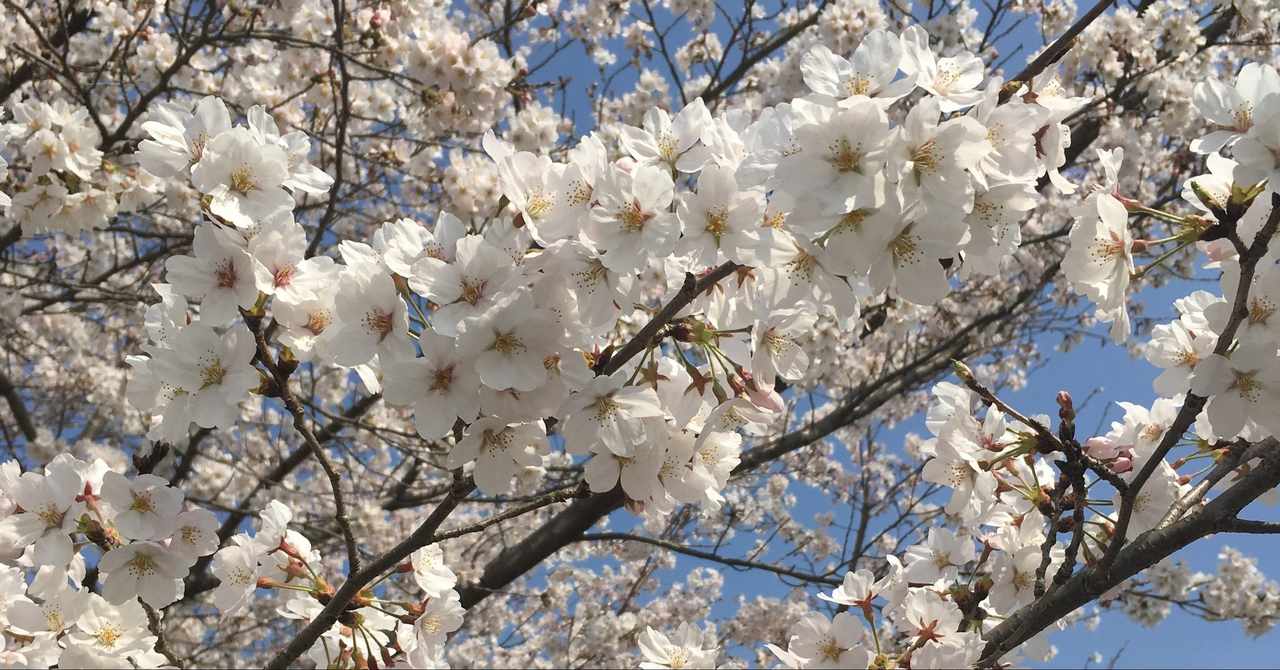 ヨドバシカメラ の急上昇タグ記事一覧 Note つくる つながる とどける
