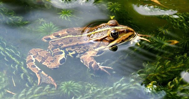 書　色紙　 井の中の蛙大海を知らず　表装済み Amazon.co.jp: 近藤勇の名言「井の中の蛙大海を知らず、されど空
