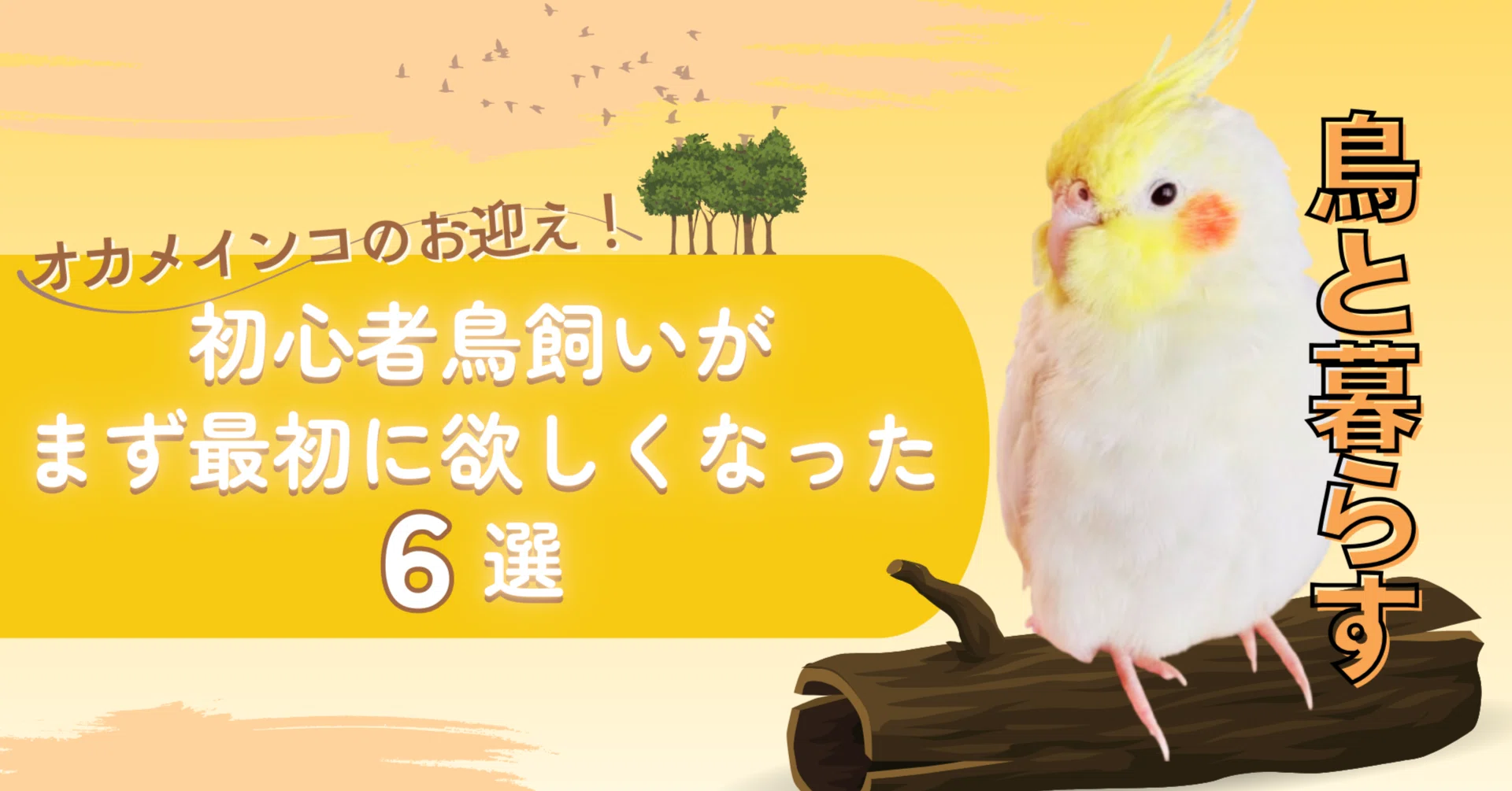鳥と暮らす🦜インコ初心者がまず最初に欲しくなったもの！6選｜mari