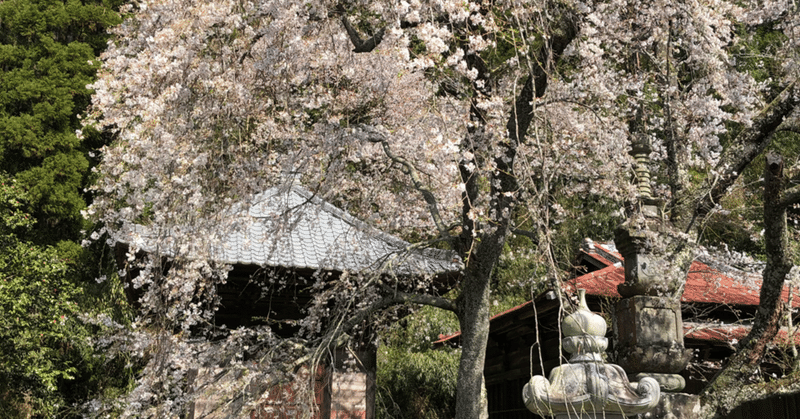 成願寺の枝垂れ桜