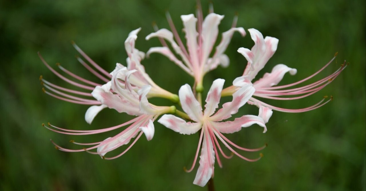 鹿央物産館の彼岸花｜西田親生