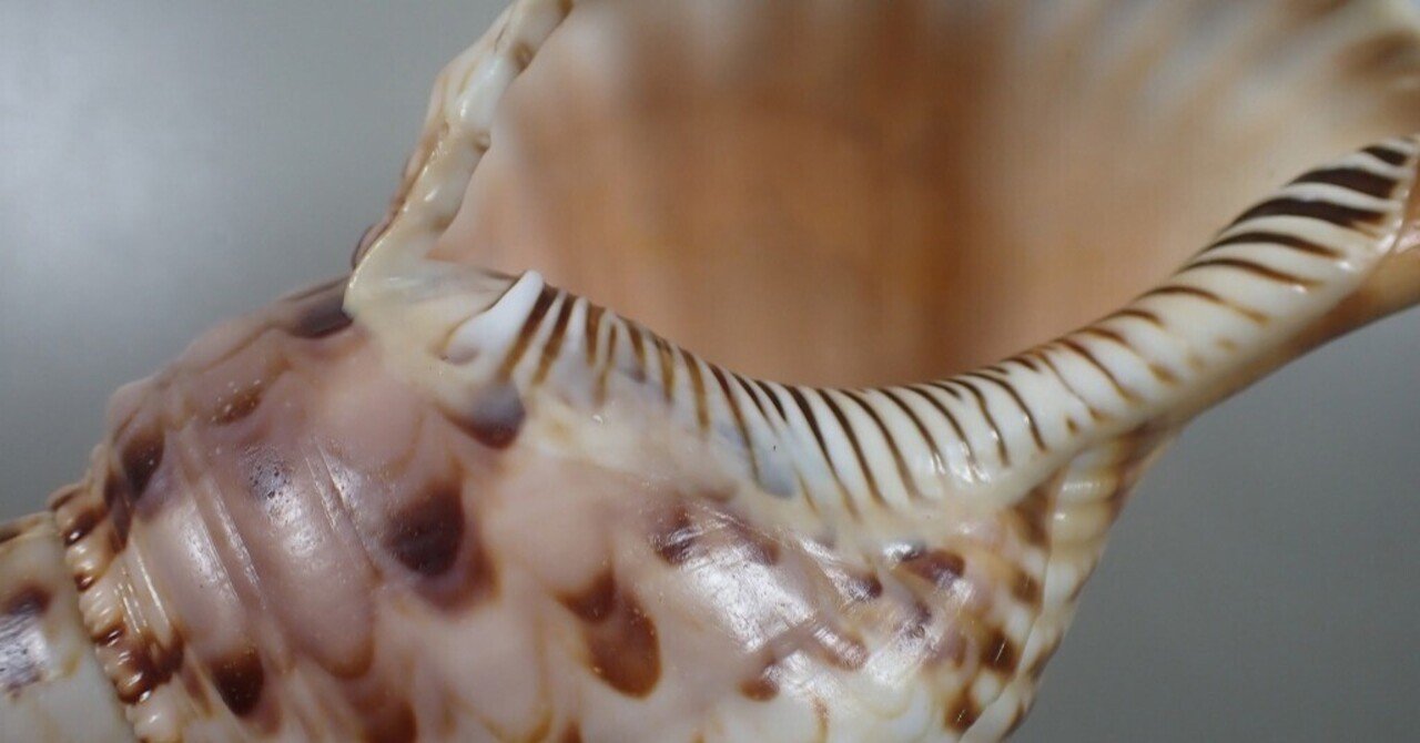 拾いに行くならこんな貝殻①センジュモドキ、カコボラ、チトセボラ