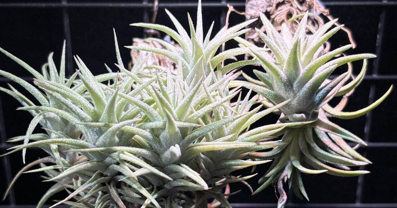 ionantha var.van-hyningii from TI｜sioncolorwheel