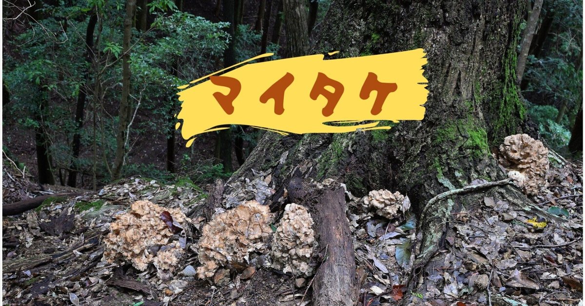 大特価】青森県産 にんにく M 5kg 福地ホワイト六片 絶品 種用 大特価