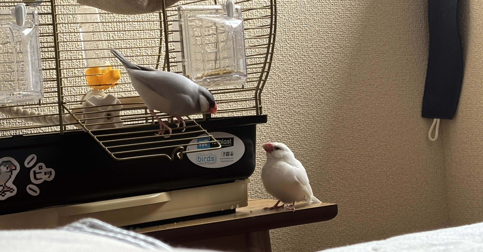 ねこです。｜note