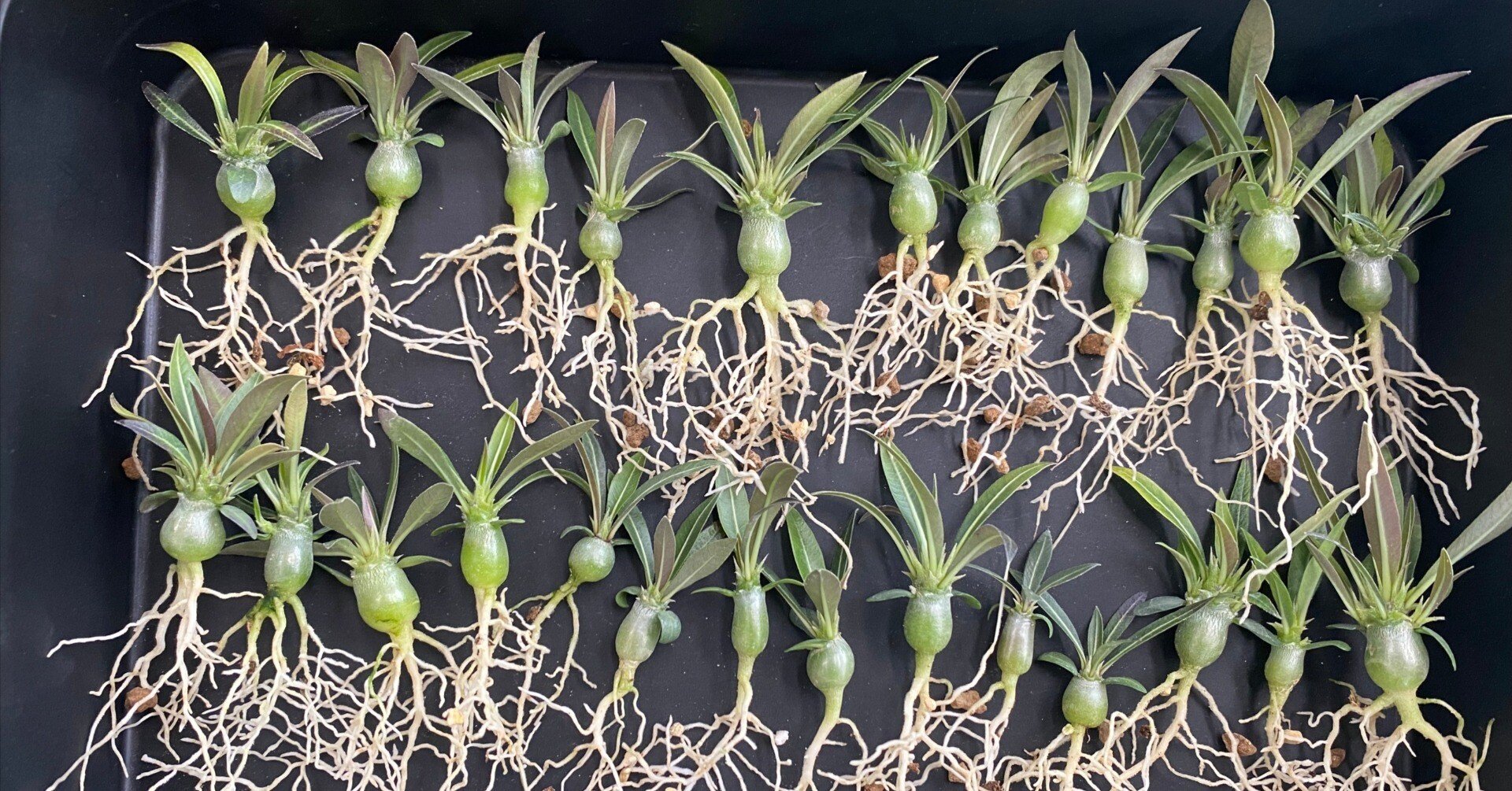 グラキリス実生の育て方 ― 光・水・風のバランスがすべて｜TKplants