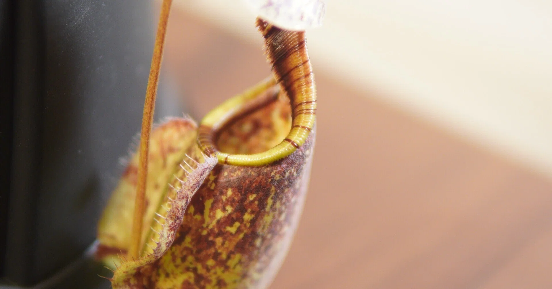 ツボ記】ウツボカズラ｜Nepenthes rafflesiana（通称「Brunei Speckled