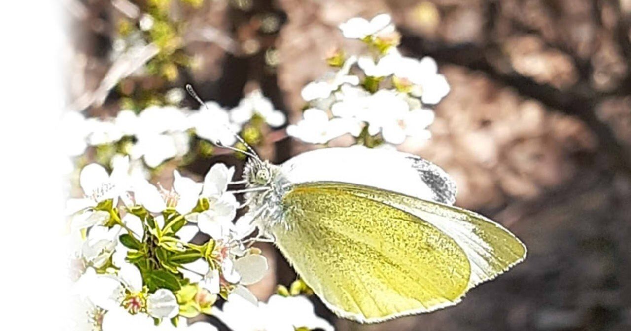 モンシロチョウのモンちゃんとの出会い 日向あい Note