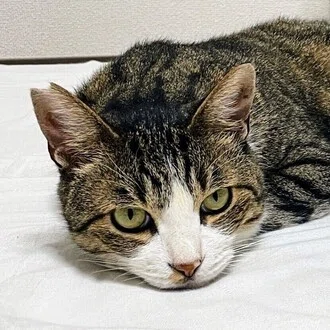 美術館とお寺と猫