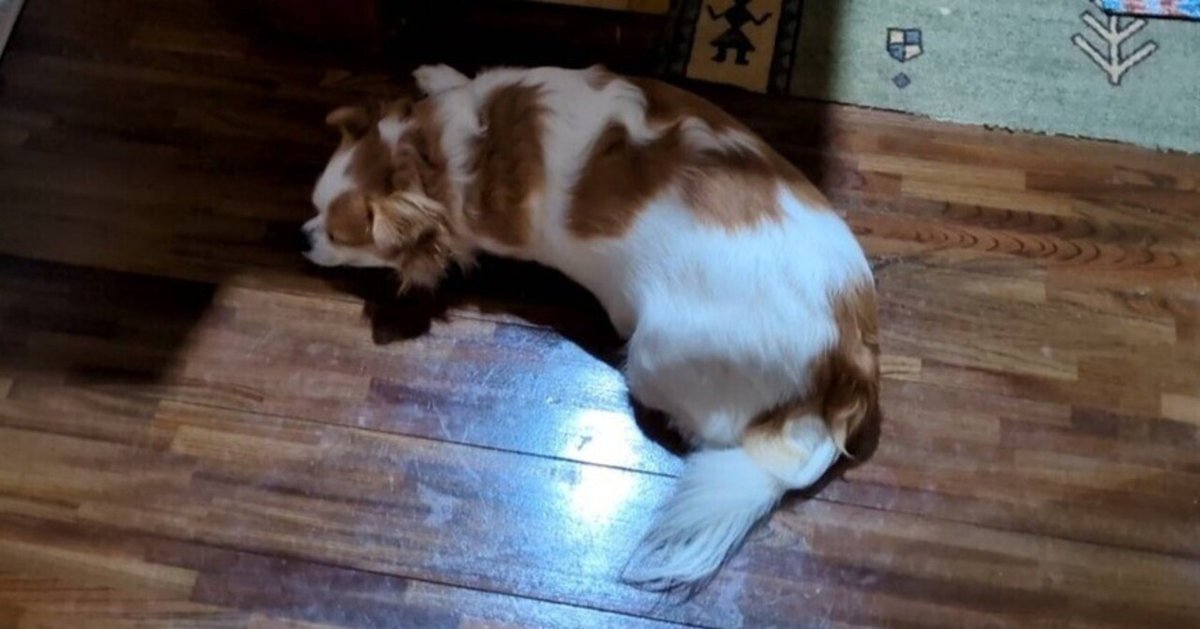 大衆心理と広告技法 実践編』を実践する｜瀬古高行｜プラセボを