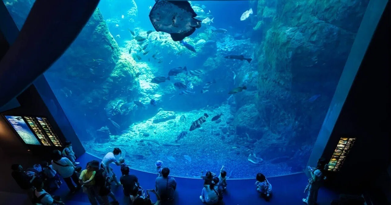 新江ノ島水族館 | SIGMA 12mm F1.4 + X-E5｜borichan | 旅するカメラ