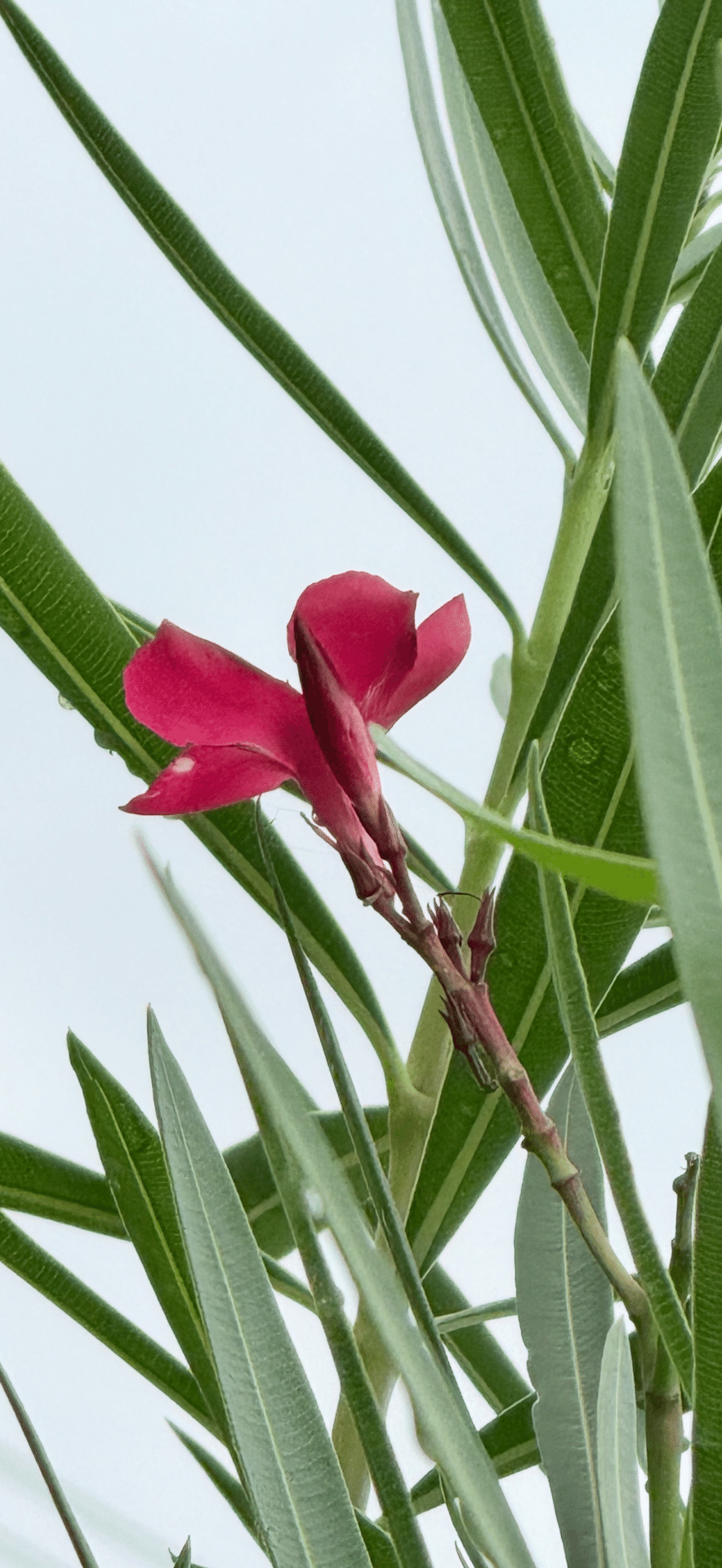 毒花 キョウチクトウ 紅花や 毒を孕みし 風に揺れ｜EGGSEED