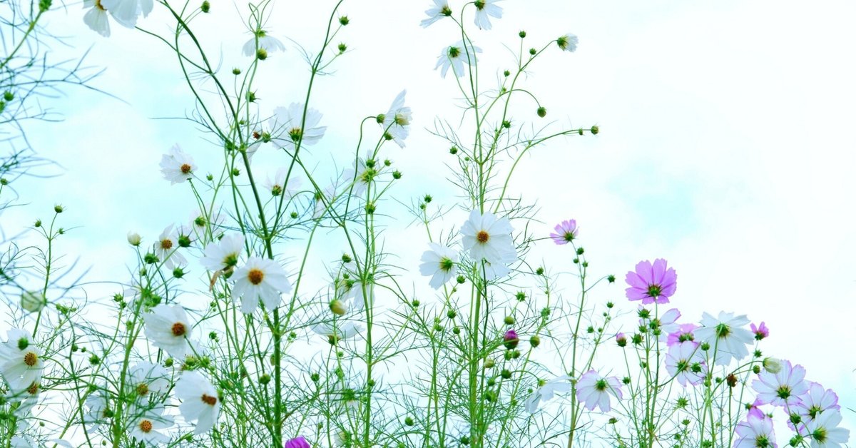 コスモス 風景画 painterTMK真筆 花風景画 肉筆 花絵画 油絵 風景画