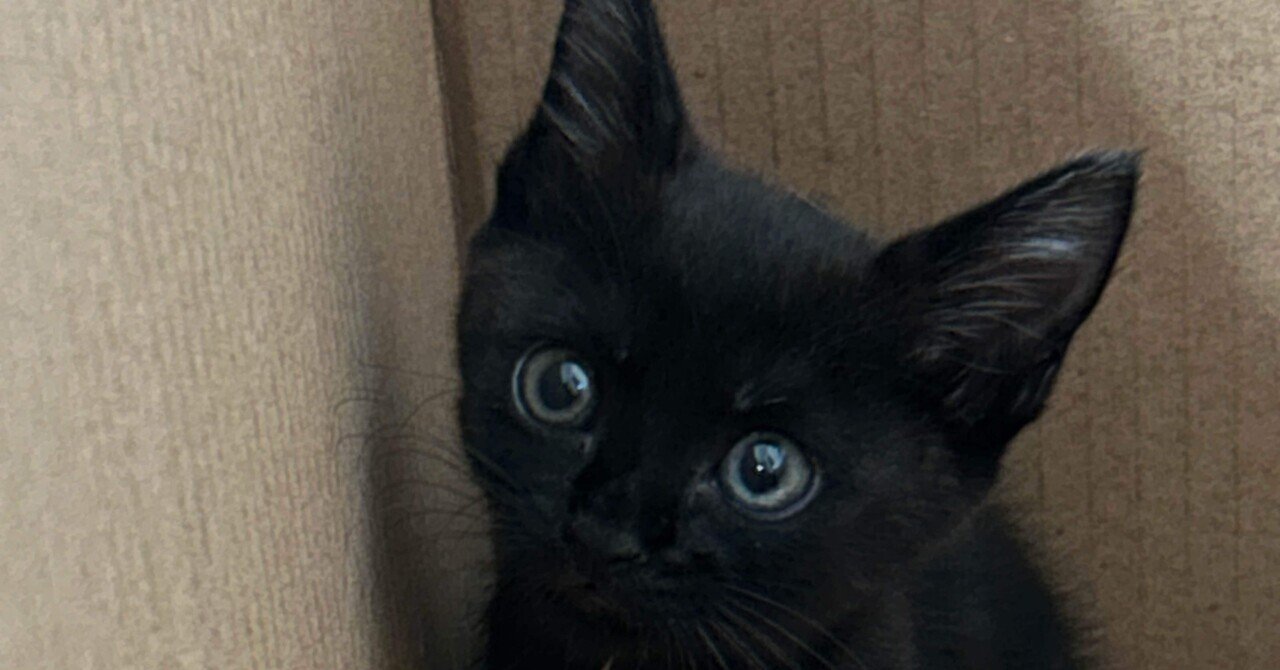 ジブリ風黒猫をお出迎え🐈‍⬛｜来猫｜子育て✖️note副業