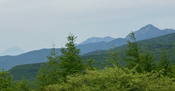 美瑛の白樺並木の伐採について｜ミノル