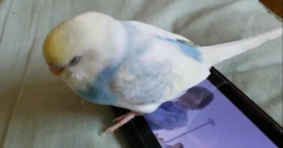 ピーちゃん セキセイインコ 横浜小鳥の病院ブログ