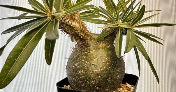 オリーブの木,た植物/観葉植物ルッカ『特大、綺麗な樹形。幹太❗️樹高約200㌢ オリーブの木,た植物/観葉植物ルッカ『特大、綺麗な樹形。幹太❗️樹高