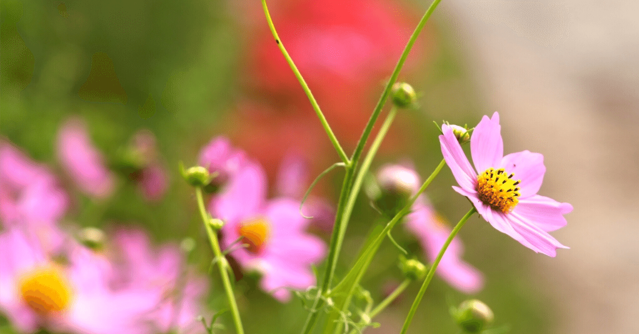 秋の草花 秋の花25選～秋に見ごろを迎える花 | LOVEGREEN(ラブグリーン)