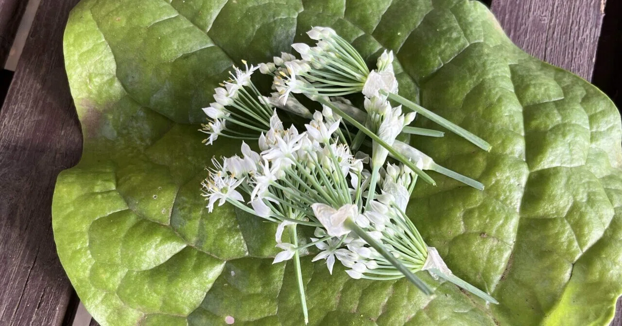 秋の空、ニラの花芽を食べてみよう｜緑黄色YuKi