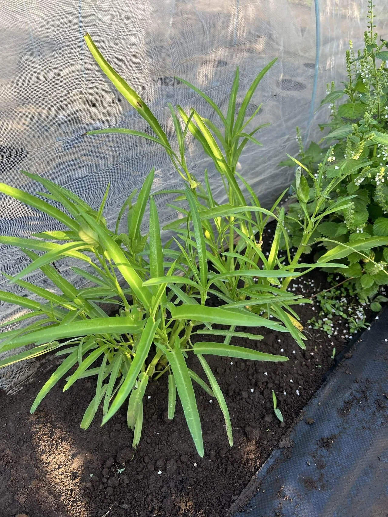 秋の空、ニラの花芽を食べてみよう｜緑黄色YuKi