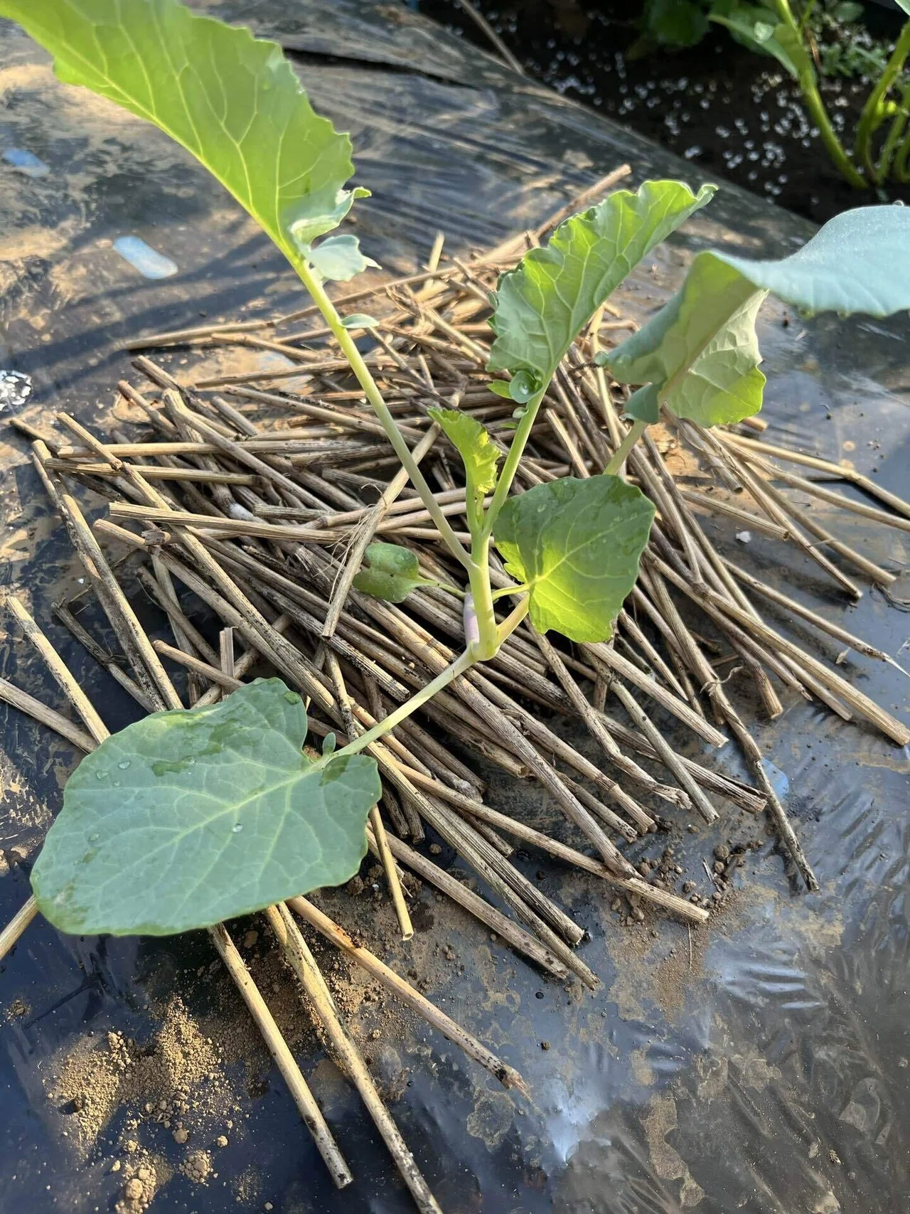秋の空、ニラの花芽を食べてみよう｜緑黄色YuKi