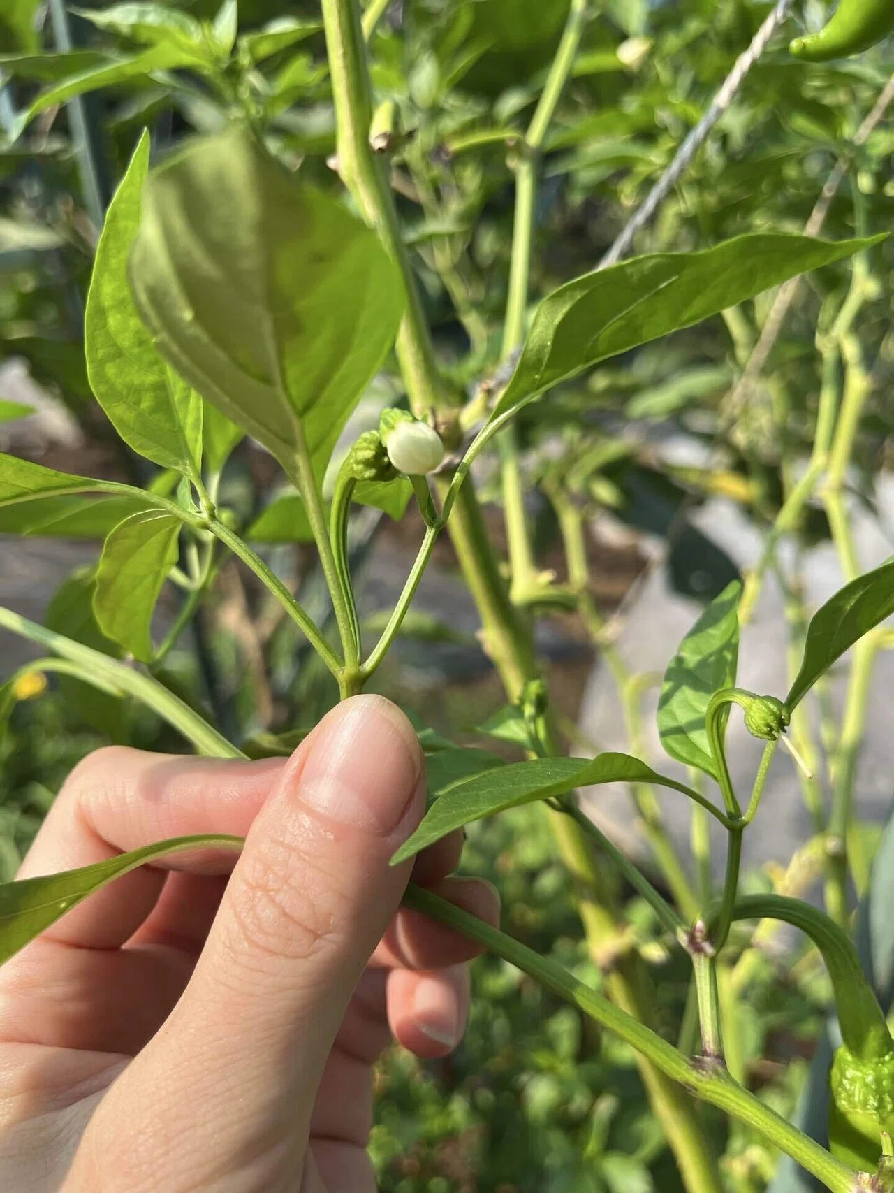 秋の空、ニラの花芽を食べてみよう｜緑黄色YuKi