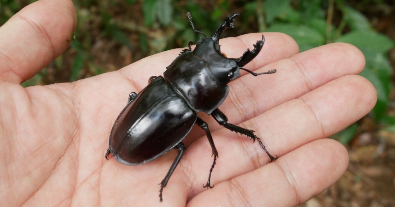 ヤエヤママルバネクワガタセット【規制前採集を含む】 Collecting Yaeyama Round-winged Stag Beetles] I went to
