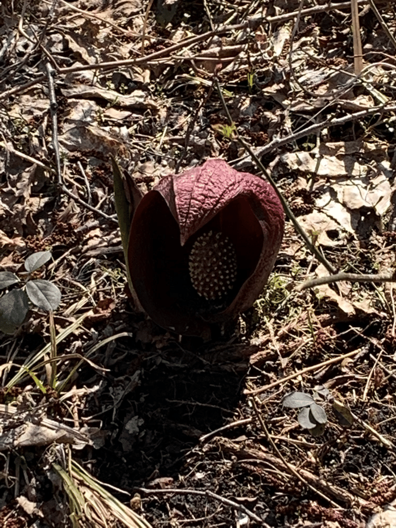 ザゼンソウってどんな植物 テツ Note ザゼンソウってどんな植物 テツ Note