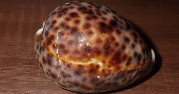 拾いに行くならこんな貝殻 - タカラガイ｜Chihiro_F｜note