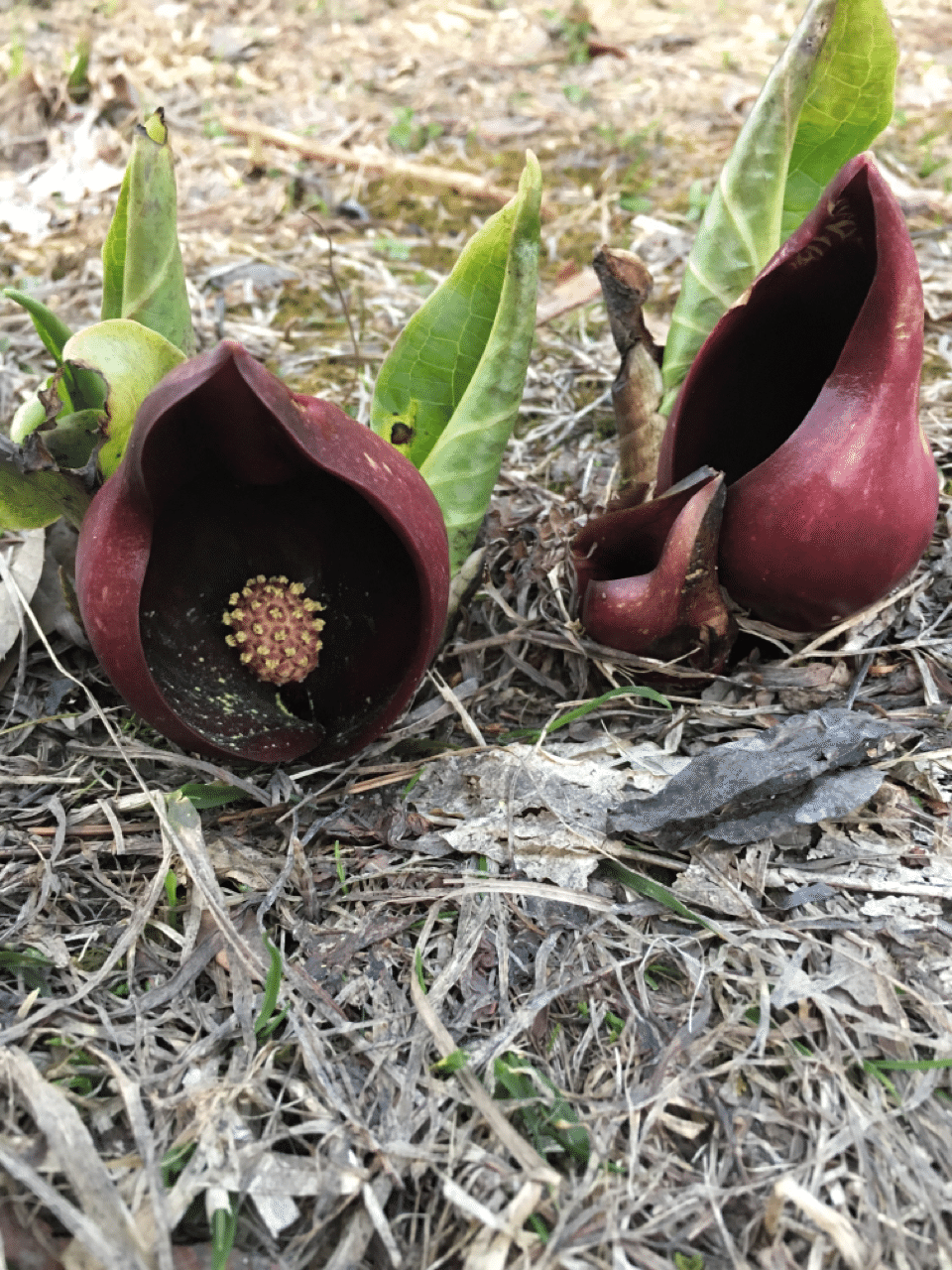 ザゼンソウってどんな植物？｜Dr.たま《Dr.たまの野望》