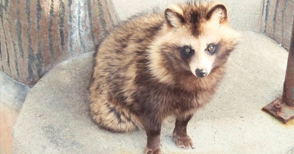 24 きつね顔？たぬき顔？｜にほんごで