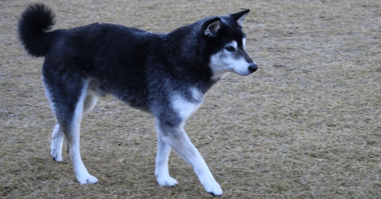 ハスキー HDB（公営集合住宅）でハスキーは飼えません｜上坂ポエ子
