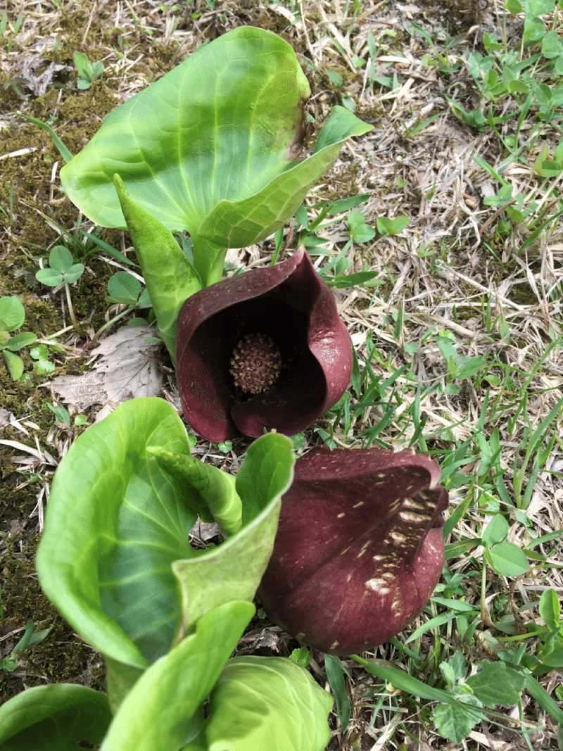 ザゼンソウってどんな植物 テツ Note ザゼンソウってどんな植物 テツ Note