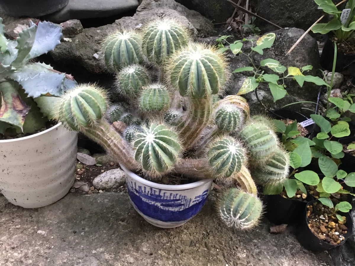 謎ボテンさん🌵の行方。。。｜nabecho @山六農園芸（mt.6 plants.）