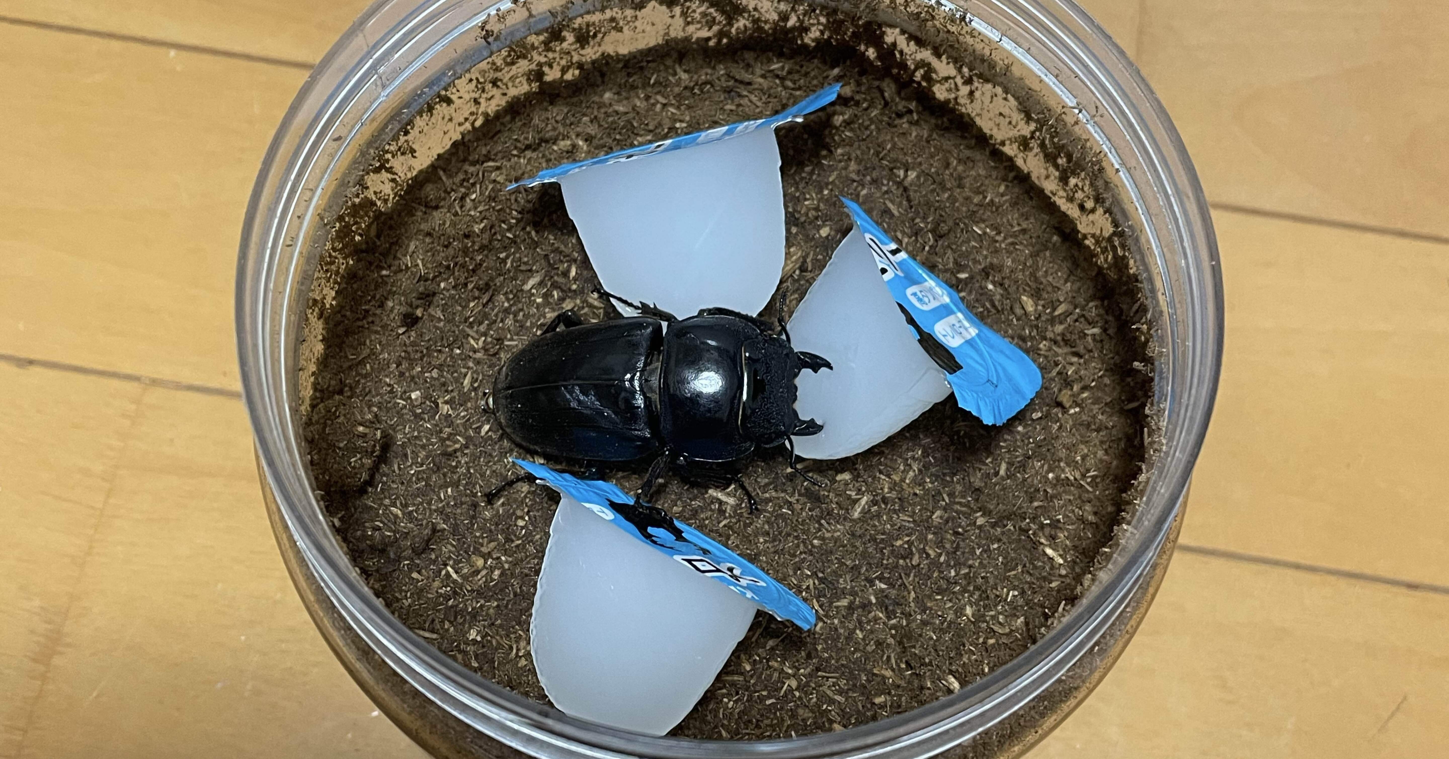 卵 定期便 】【 全3回 コース 】紅プレミアム 卵 30個 （ 25個 入り ＋