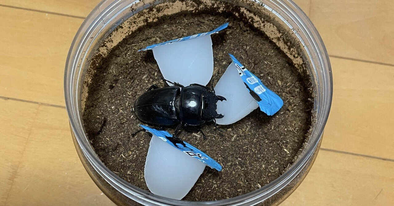 シナノの森商品❗️カブクワ飼育ケースセット (デジケースHR-1・37個等) コバエ防止用のデジケースHR-1とHR-2の飼育ケース販売【即日出荷】