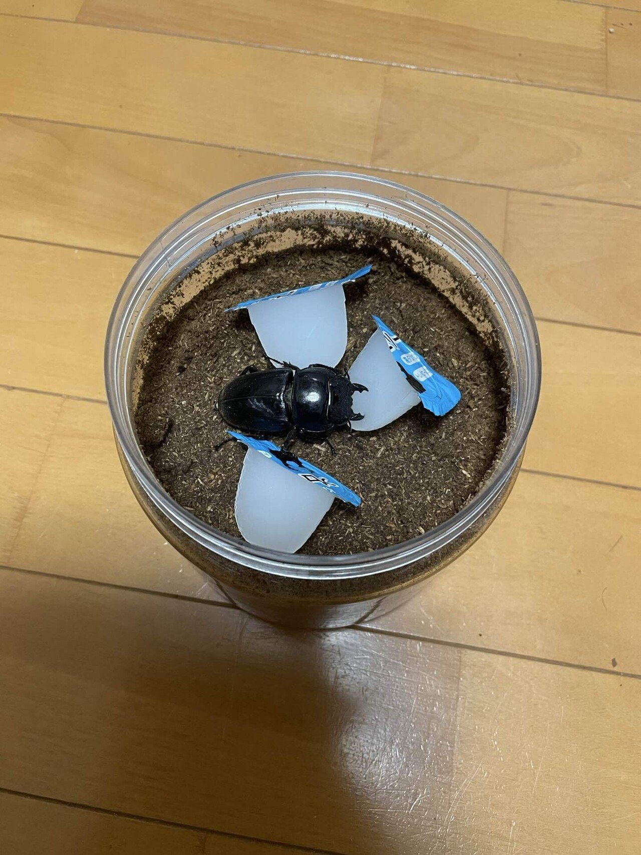 卵 Amazon | エッグシェーカー 6色 12個セット たまご 卵 マラカス 子供