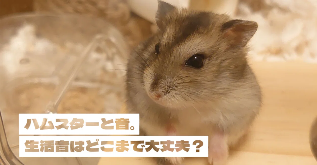 おしゃべりハムスター 音声機能 ギフト 間に合う 即日配送 ダーク