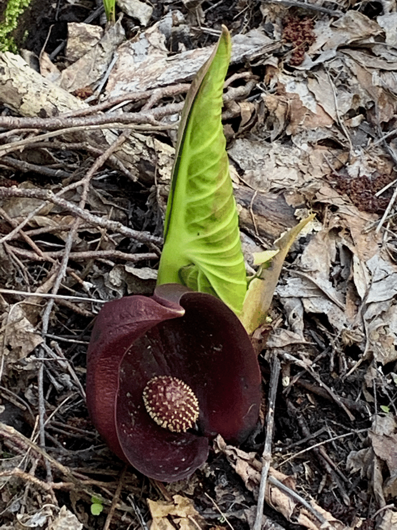 ザゼンソウってどんな植物 テツ Note