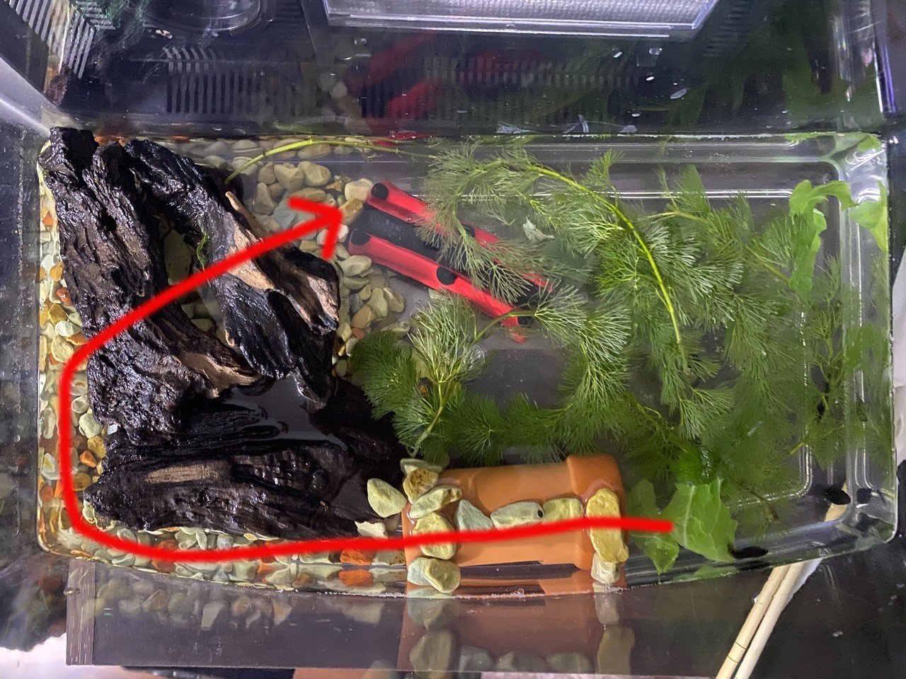 オタマジャクシ飼育7日目 3 26 サトウショウヘイ Note オタマジャクシ飼育7日目 3 26 サトウショウヘイ Note