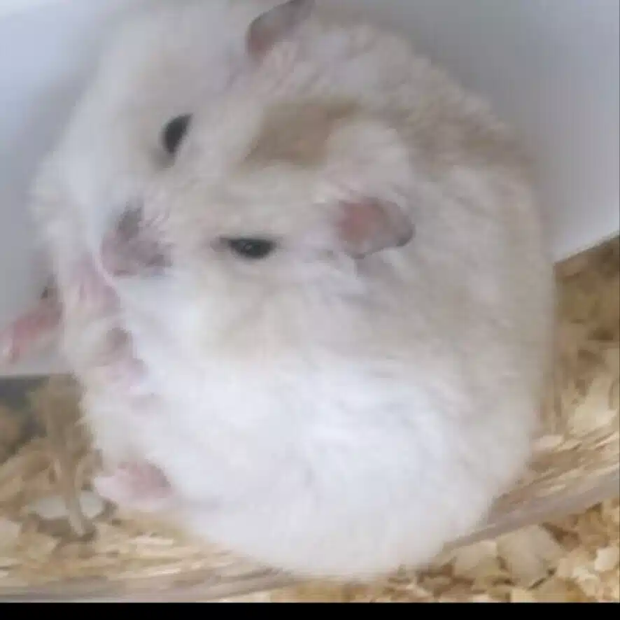マレク