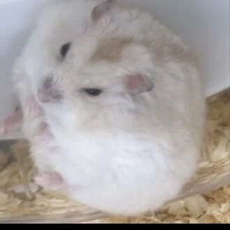 マレク