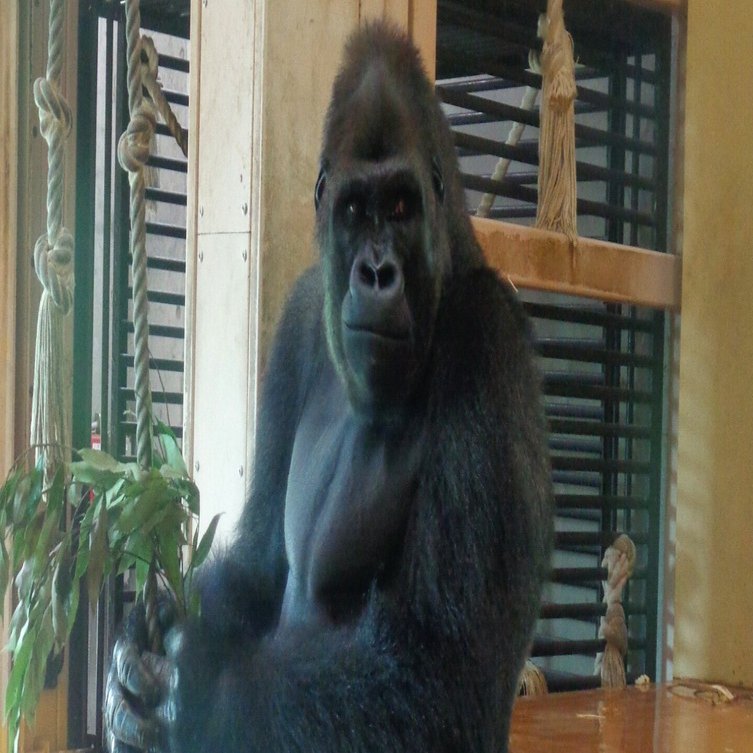 ゴリラページ ニシゴリラ | 動物図鑑 | ZFC.jp