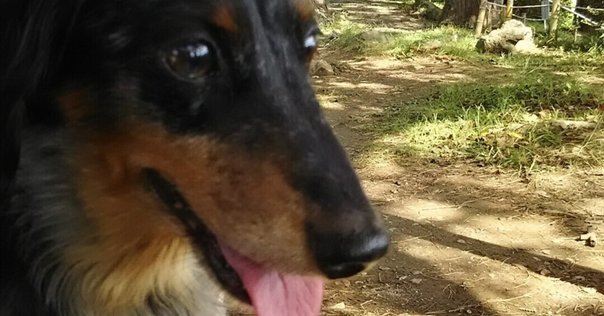 黒澤明監督 『野良犬』 ： もっと注目されて然るべき