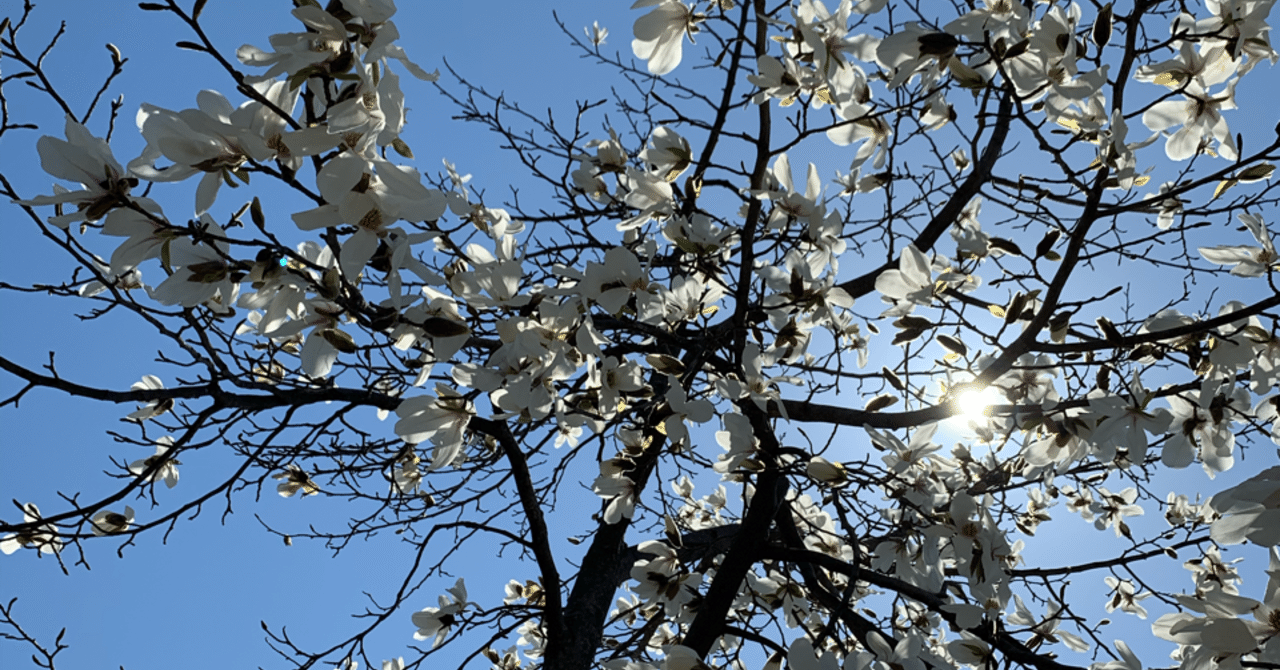 人生桜梅桃李 ゆーみん Note 人生桜梅桃李 ゆーみん Note