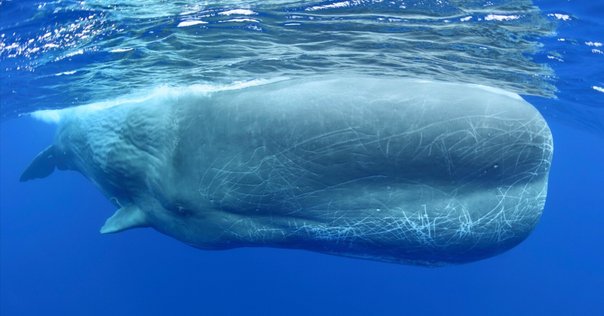 マッコウクジラ歯　牙　未加工　270グラム【工芸素材に】 マッコウクジラ歯 牙 未加工 270グラム【工芸素材に】 マッコウクジラ