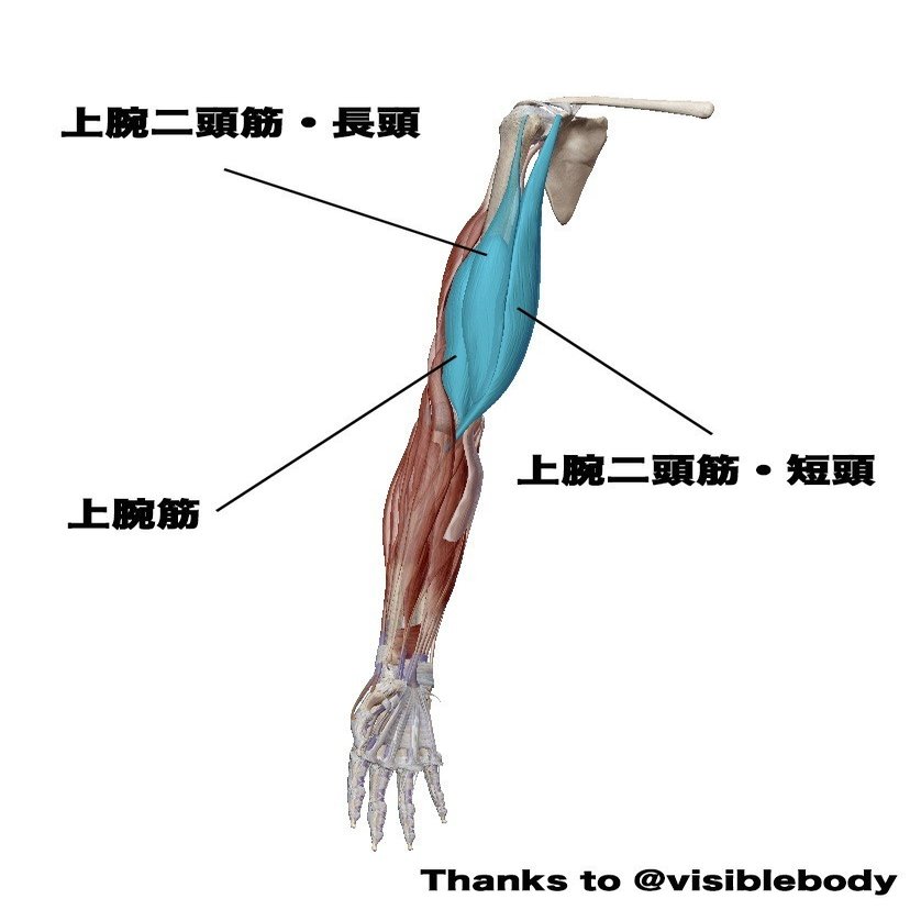 腕トレ 男らしいカッコいい腕の作り方 上腕二頭筋編 せいや アラサー筋トレチャンネル Note