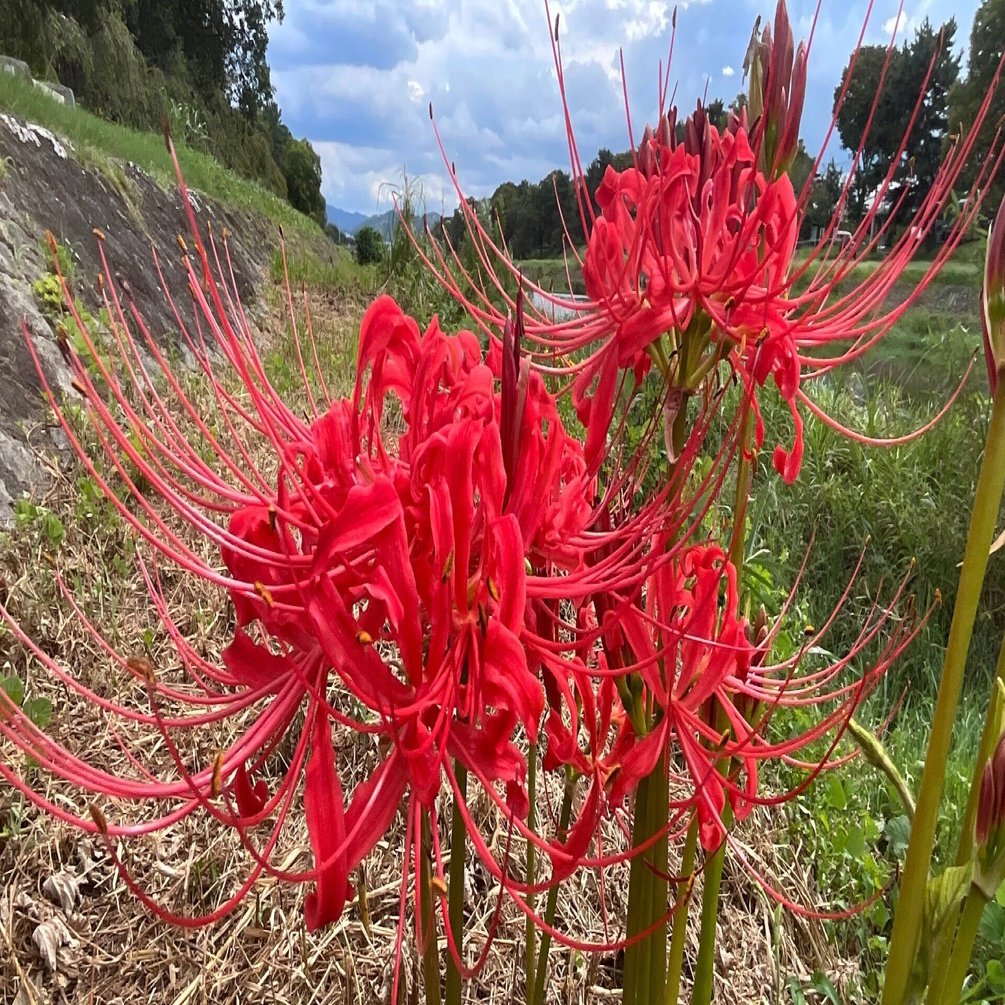 安藤幹衛　林檎の花咲く丘 安藤幹衛 林檎の花咲く丘 - メルカリ