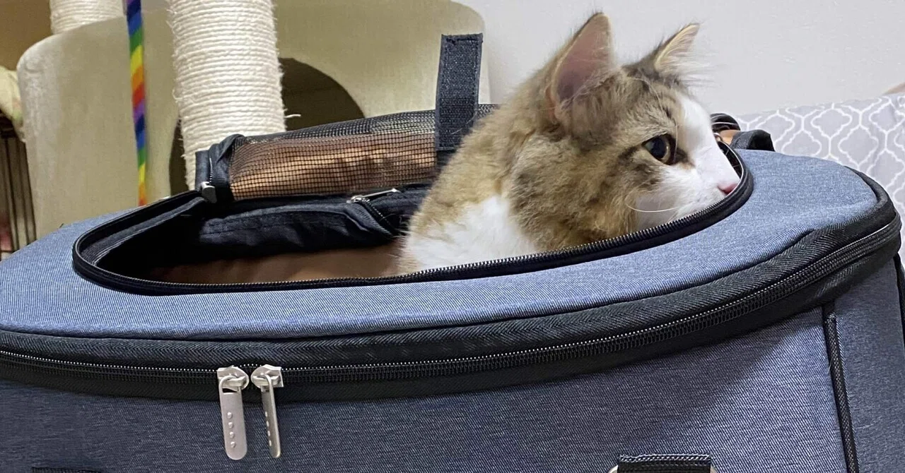 大型猫とJRに乗れるキャリーの選び方と最適サイズの備忘録！｜柴野