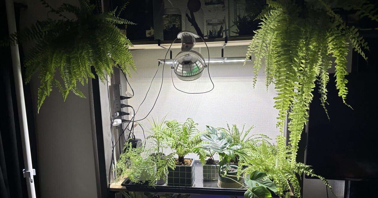 ハッピーマーブル 観葉植物＊ 限定品】ネフロレピス タイガー ハッピー